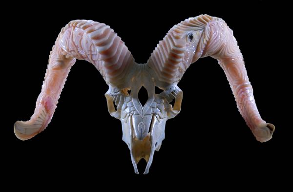 dall sheep duality - front - transparent